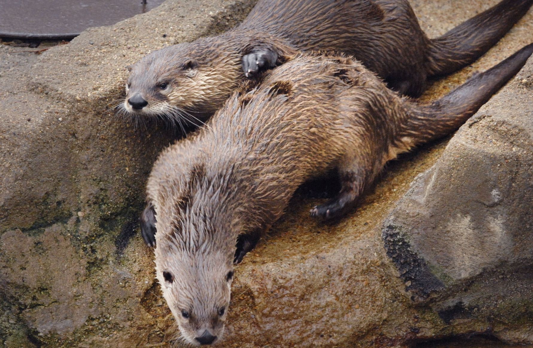 Curious otters